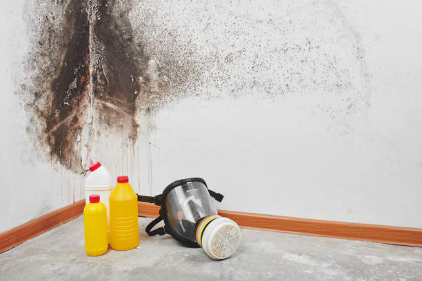 Why You Should Choose Our Mold Remediation Services in Andrews, TX