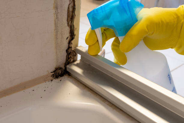 Environmental Consulting for Mold Prevention in Andrews, TX